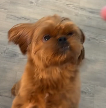 chowee